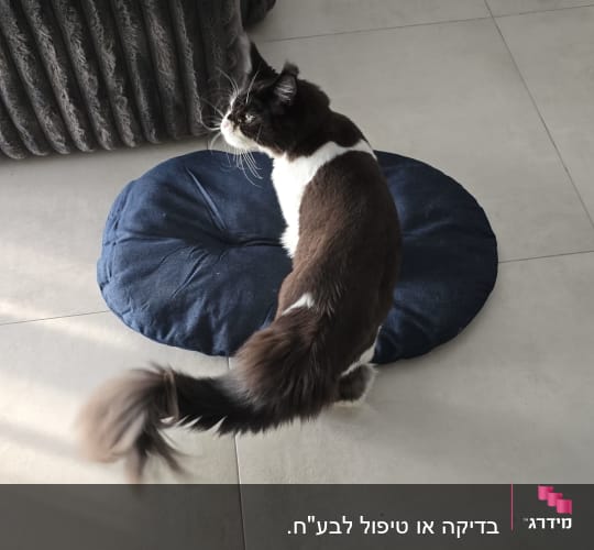 חתול יושב על כרית כחולה על רצפת אריחים